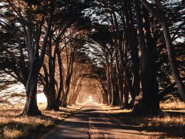 road through woods