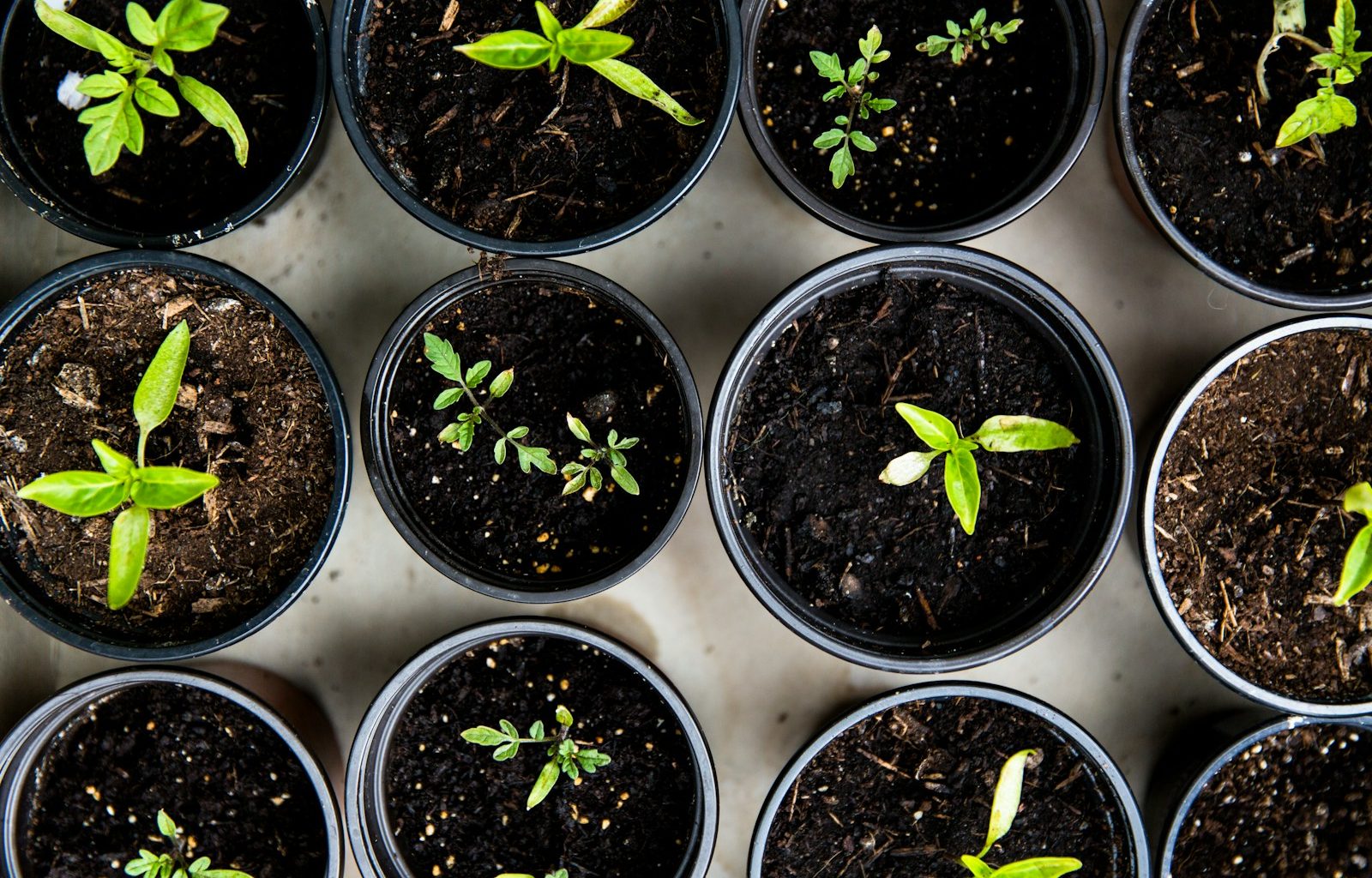 green leafed seedlings on black plastic pots