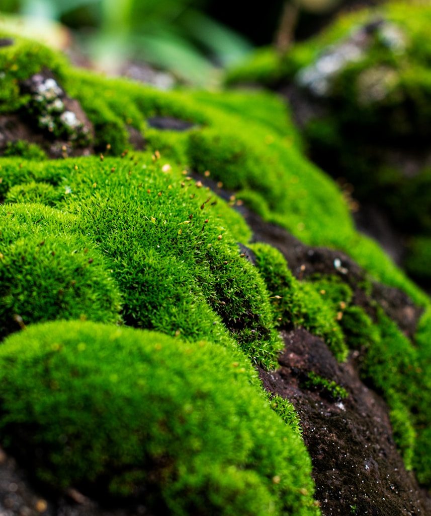 green moss on black rock