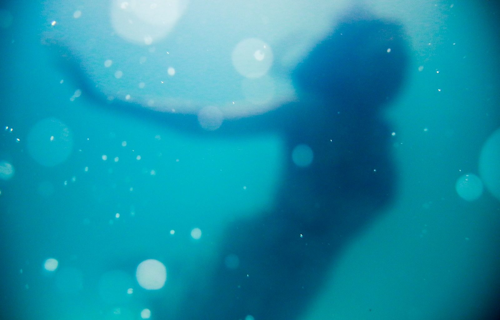 woman swimming under body of water