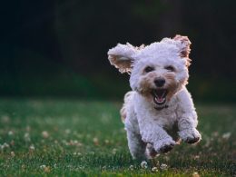 shallow focus photography of white shih tzu puppy running on the grass