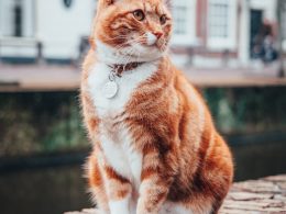 selective focus photography of orange and white tabby cat