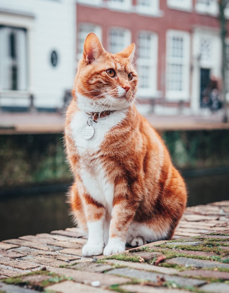selective focus photography of orange and white tabby cat