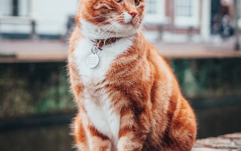 selective focus photography of orange and white tabby cat