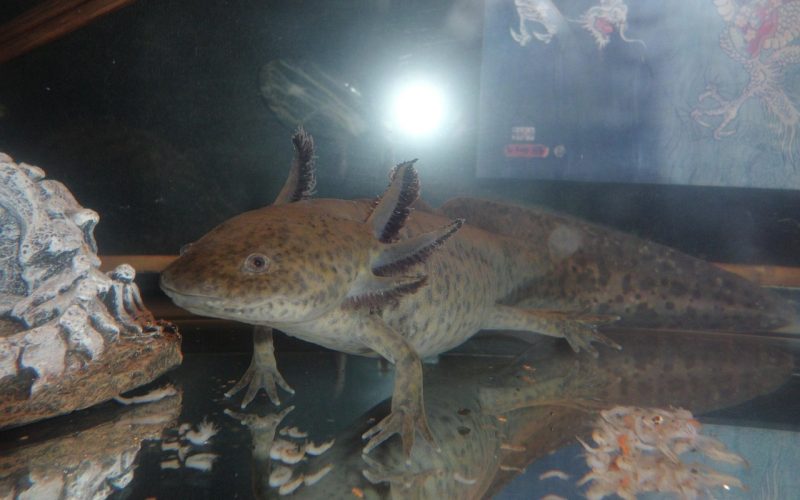 Een axolotl in een ingericht aquarium met zandbodem en schuilplaatsen