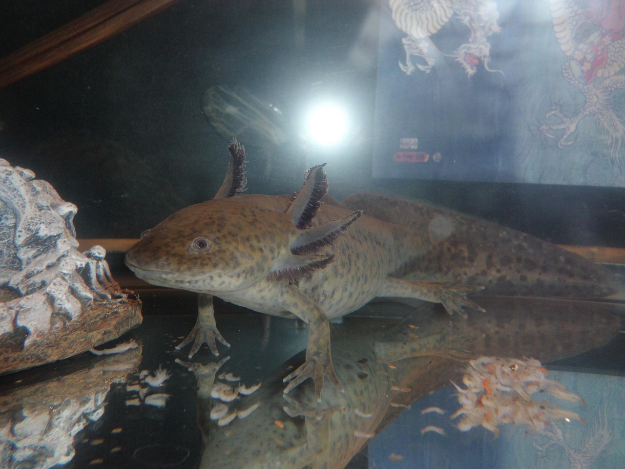 Een axolotl in een ingericht aquarium met zandbodem en schuilplaatsen