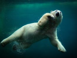Een narwal zwemt onder water in de Arctische zee, met zijn lange spiraalvormige tand goed zichtbaar