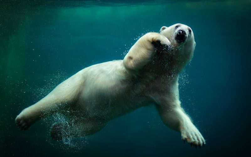 Een narwal zwemt onder water in de Arctische zee, met zijn lange spiraalvormige tand goed zichtbaar