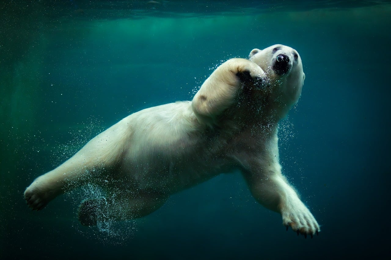 Een narwal zwemt onder water in de Arctische zee, met zijn lange spiraalvormige tand goed zichtbaar