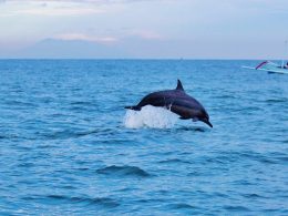 Een dolfijn springt uit het water in de oceaan