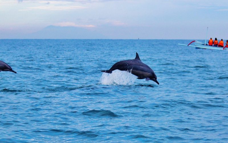 Een dolfijn springt uit het water in de oceaan