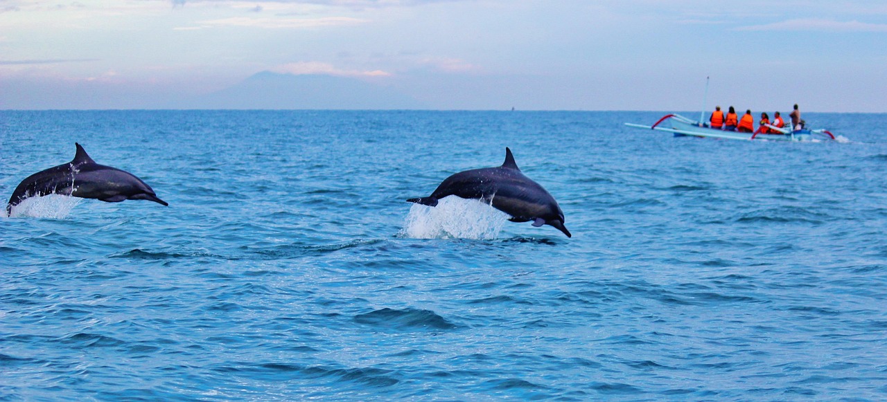 Een dolfijn springt uit het water in de oceaan