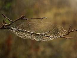 Persoon die een spinnenweb invult als persoonlijk gezondheidsoverzicht