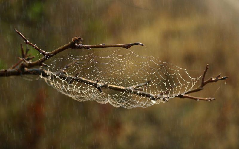 Persoon die een spinnenweb invult als persoonlijk gezondheidsoverzicht
