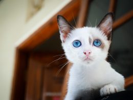 Een nieuwsgierige kat die aandachtig naar de camera kijkt vanuit een huiskamer
