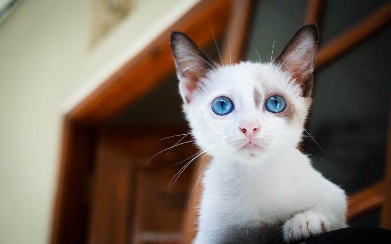 Een nieuwsgierige kat die aandachtig naar de camera kijkt vanuit een huiskamer