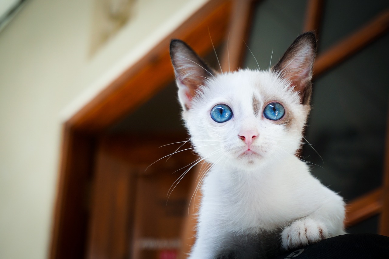 Een nieuwsgierige kat die aandachtig naar de camera kijkt vanuit een huiskamer