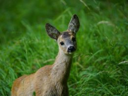 Een ree staat in een Belgisch loofbos tussen de bomen