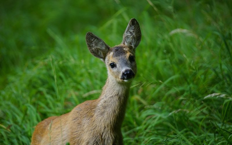 Een ree staat in een Belgisch loofbos tussen de bomen