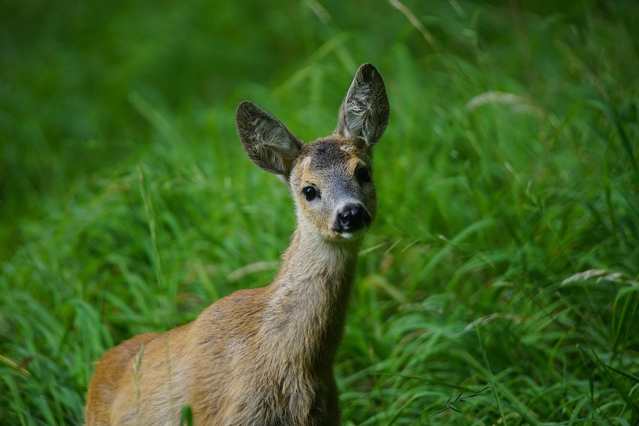 Een ree staat in een Belgisch loofbos tussen de bomen