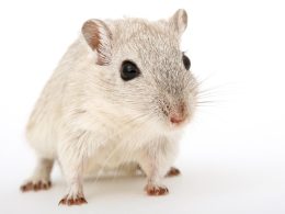 Close-up van een hamster met volle wangzakjes