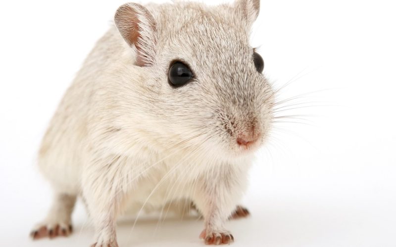 Close-up van een hamster met volle wangzakjes