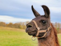 Een lama met grote ogen en lange oren kijkt nieuwsgierig in de camera