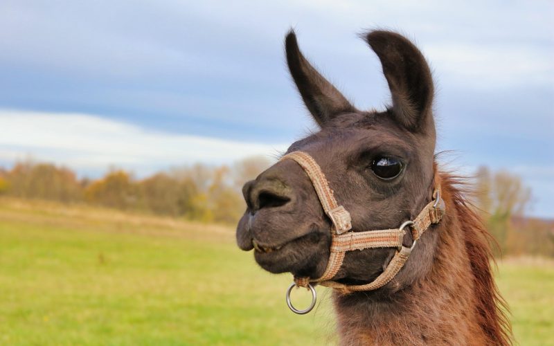 Een lama met grote ogen en lange oren kijkt nieuwsgierig in de camera