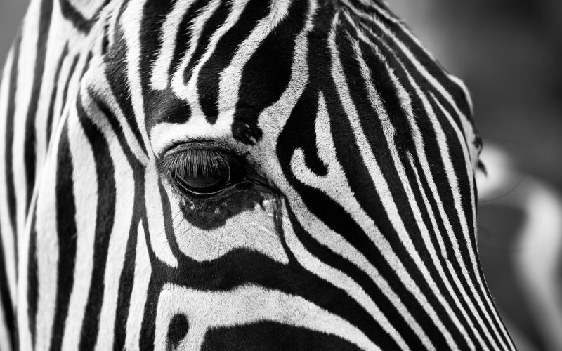 Zebra van dichtbij met zwarte en witte strepen, een dier waarvan de naam de weg van Portugal naar Nederland aflegde