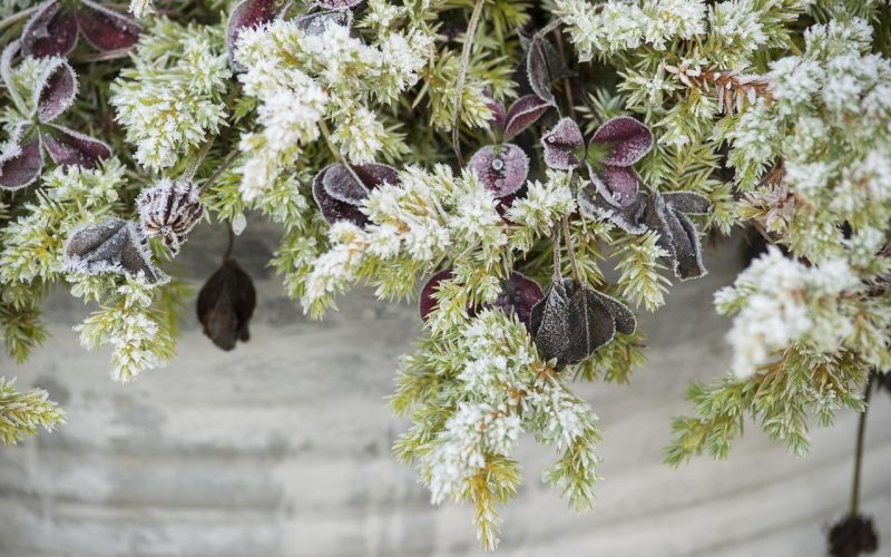 Kuipplanten in een herfsttuin klaar om naar binnen gebracht te worden voor de winter