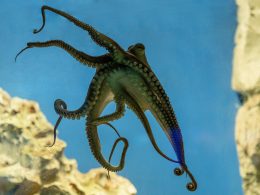 Een octopus van dichtbij gefotografeerd onder water, met zichtbare zuignappen en kleurveranderende huid