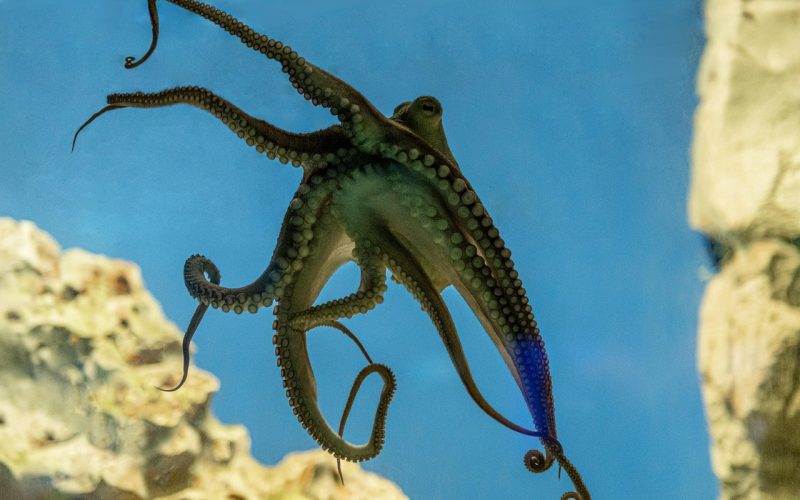 Een octopus van dichtbij gefotografeerd onder water, met zichtbare zuignappen en kleurveranderende huid